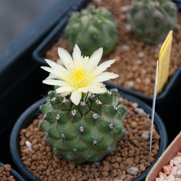 copiapoa cactus flower