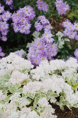 Fototapeta premium Purple and white flowers in bloom