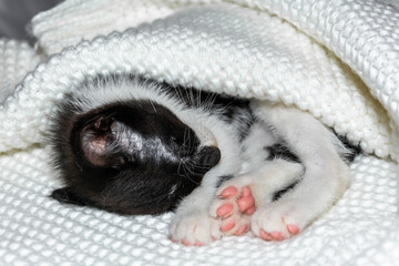 A black and white kitten sleeps on a warm white scarf.