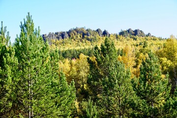 Autumnal Park. Autumn Trees and Leaves. Fall. Golden green orange leaves. 