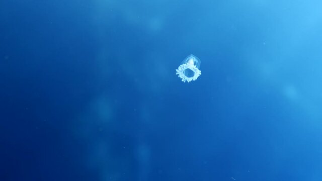 Turritopsis nutricula Turritopsis dohrnii Oceania O. armata immortal underwater 