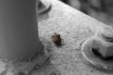 close up of bug and rusty bolt on bridge
