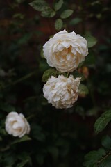 Peach roses in bloom