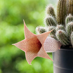 Flower power of succulents