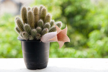 Flower power of succulents