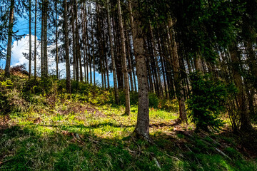 View of the forest in the Black Forest, Germany