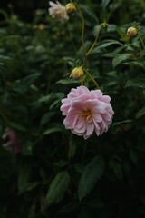 Pink flower in bloom