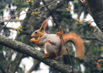 A squirrel on a tree with a nut sits on a tree in the park.