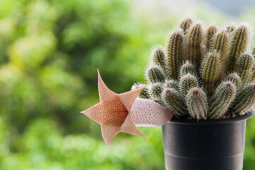 Flower power of succulents