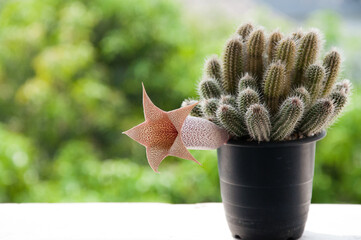 Flower power of succulents