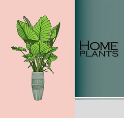 Modern trendy plants in the interior. The concept of gardening and plant cultivation