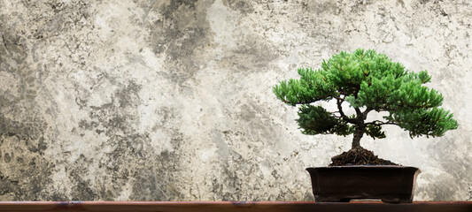 bonsai tree on wood table and cement background
