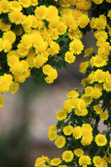 Obraz premium 菊
