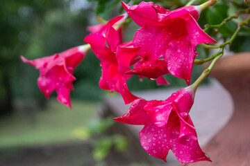 pink flower with rain drops