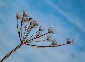 wild carrot, daucus carota against a beautiful blue sky with wispy cloud