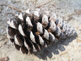 Piña de pino caida al suelo en otoño
