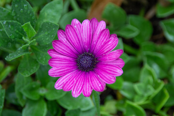 Obraz premium purple flower with rain drops