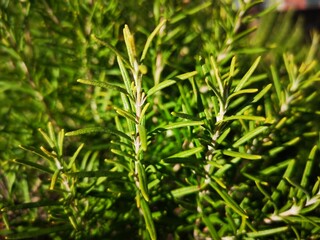 Hierbas aromáticas Romero en otoño
