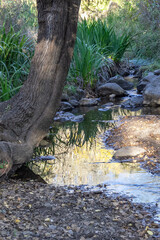 stream between the woods and rocks