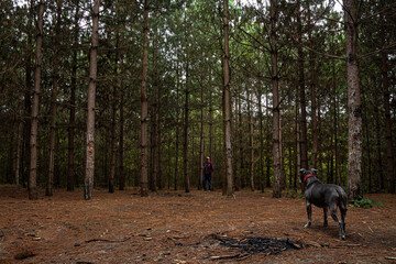 Fototapeta na wymiar Dog walk in a pine forest