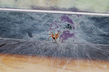 spider in purple web