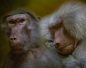 two affectionate baboons