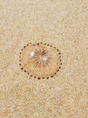 Méduse échouée sur le sable