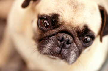 Obraz premium 犬