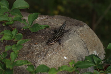 lizard on rock