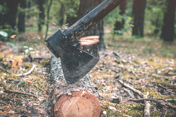 The ax cuts through the trunk of a felled pine tree that lies on the ground in the forest, chips...