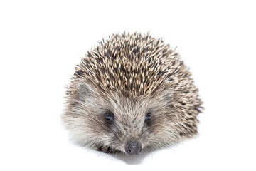 Fototapeta premium Hedgehog isolate on white background..
