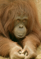 オランウータン