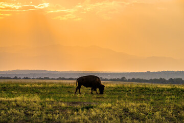 Buffalo grazing at sunset in Rocky Mountain Arsenal National Wildlife Refuge