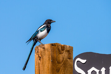 Magpie on a sign. 