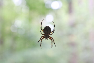 spider in web