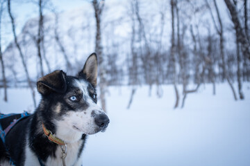 Sled Pulling Dog Head