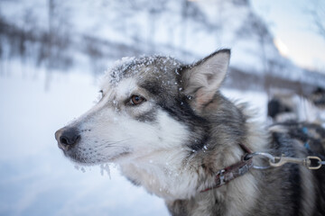 Sled Pulling Dog Head Portrait