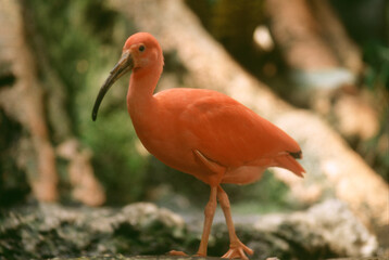 ショウジョトキ