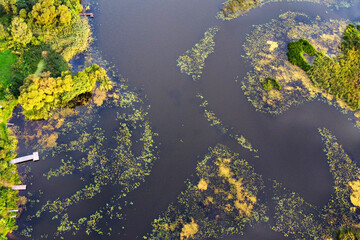 Aerial view of the river with green algae on the water surface and a pier on the shore, summer landscape