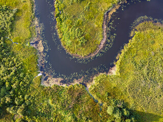 Aerial view of river, green swamp grass, summer landscape. Winding river with overgrown banks, top view