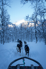 Dogs Pulling Sled in Norwegian Forest