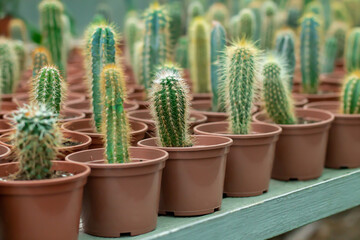 A lot of potted small cactus plants sale on store counter