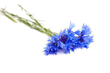Cornflowers bunch isolated on white background