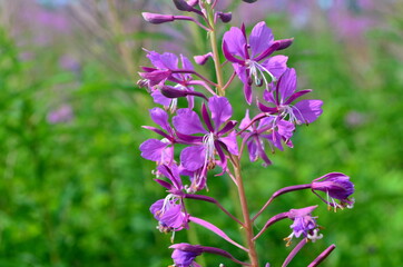 Cloese-up of Ivan tea or ivan chaj flowers The medicinal plant willow-herb grows in the meadow. Blooming Sally on a background of blue sky