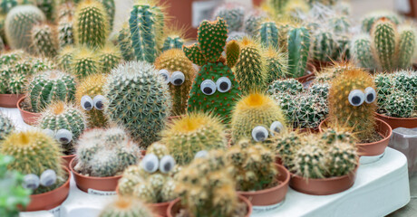 Funny faces of prickly potted cactuses with eyes. Different cacti in flowerpots on plant store counter