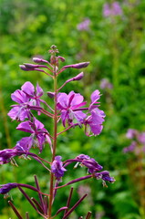 Cloese-up of Ivan tea or ivan chaj flowers The medicinal plant willow-herb grows in the meadow. Blooming Sally on a background of blue sky