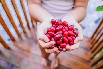 Fresh red dogwood berries in man's hands