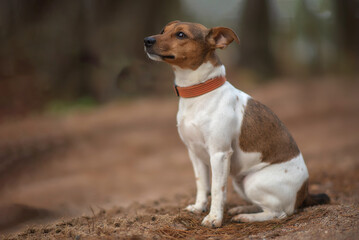 Jack russell terrier portrait in autumn forest with blurred background.
