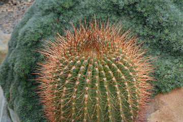 botanischer garten im schlosspark in münster, westfalen, kaktus