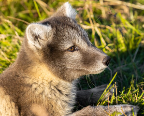 Ein Polarfuchs in Island im hohen Gras